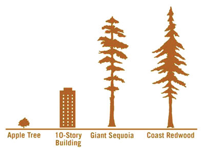 Coastal Redwood Comparison 400x301